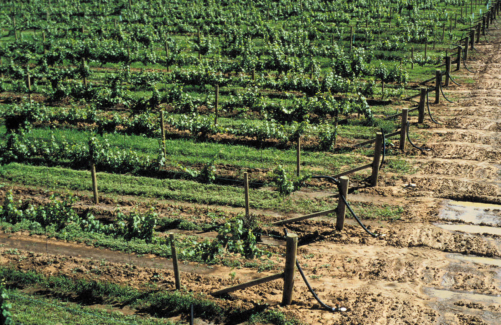 NSW vineyard image used for Megalong Valley cellar door planning inspiration